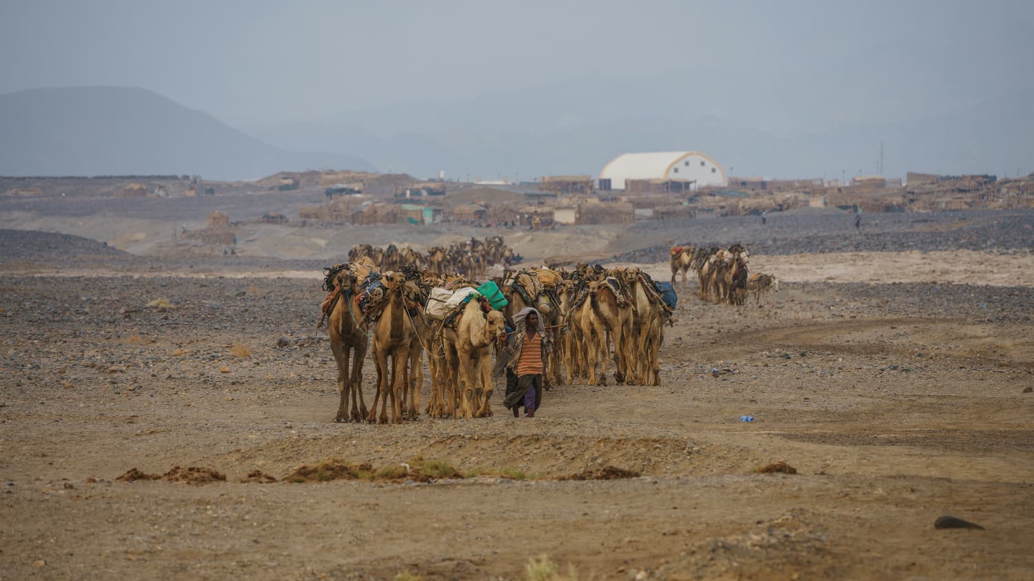 A long camel caravan crossing the stony desert near Lake Karum and the Asale salt flats